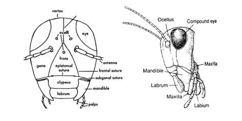 External Morphology Of Insects Head Eyes Antennae Mouth Parts