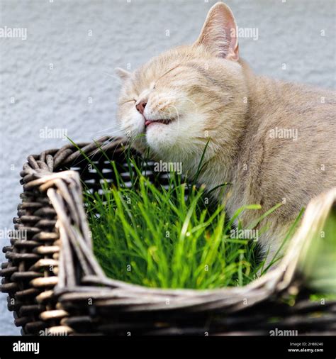 Katze im Körbchen schmust mit grünem Gras Stock Photo Alamy