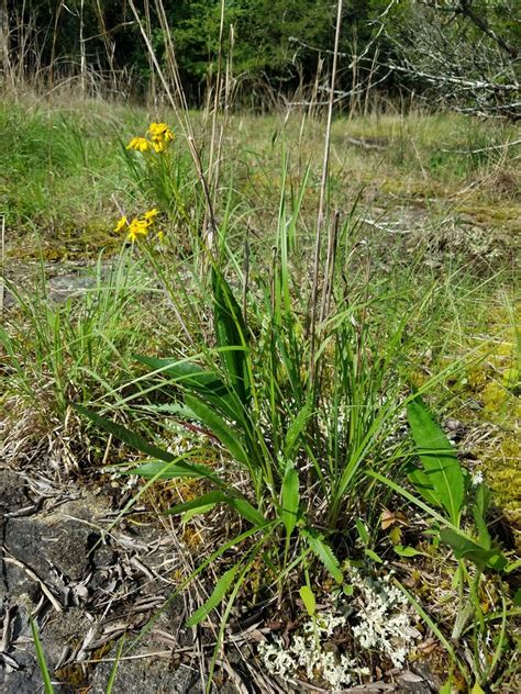 American Groundsels And Ragworts In May 2024 By Leila Dasher INaturalist