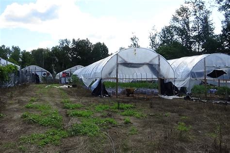 Police Bust 3 9 Million Illegal Cannabis Grow Op In Northumberland