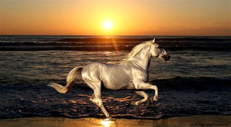 Wild Horses Sunset | Amazing Wallpapers