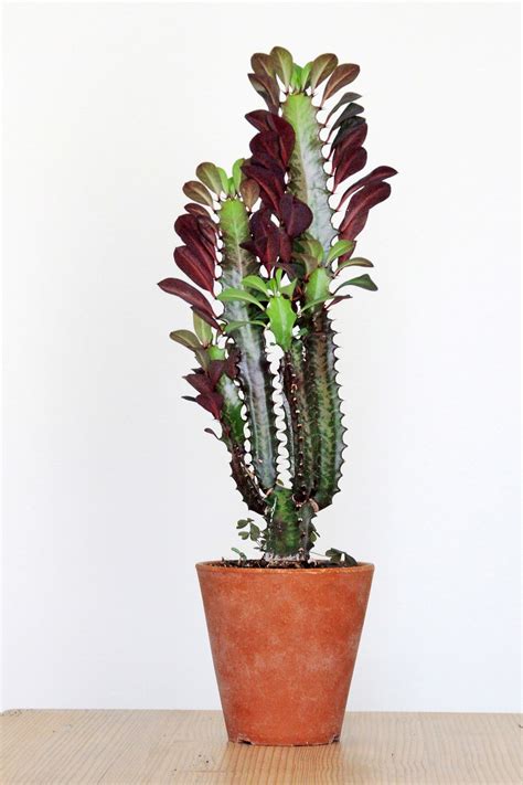 10 Cactus Plants To Add To Your Indoor Collection