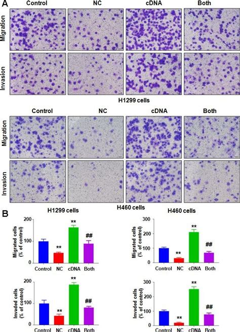 Overexpression Of Nedd4 Attenuates Nc Involved Inhibition Of Cell