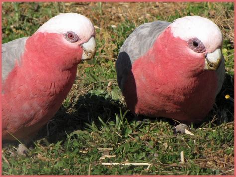 Female And Male Galahs The Female Galah Is The One With Th Flickr