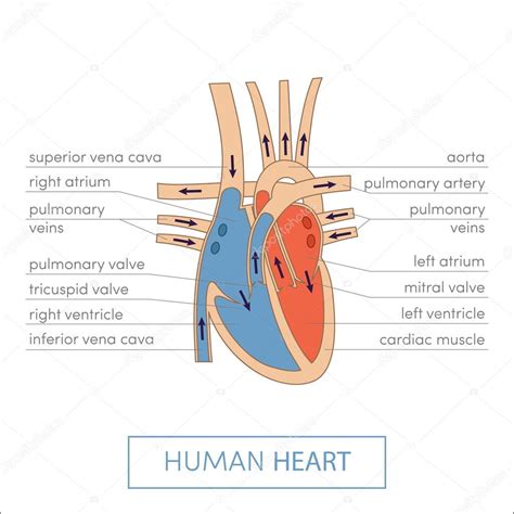 人类心脏解剖卡通图库矢量图作者：© Marinaua 89535758