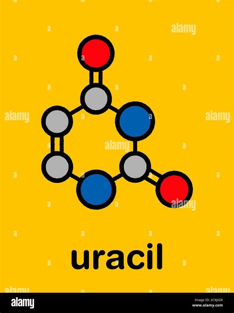 Uracil U Nucleobase Molecule Present In Ribonucleic Acid Rna