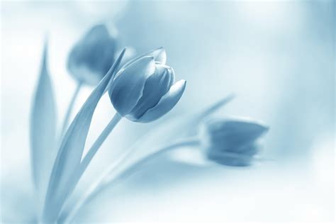 Blue Tulips Wallpapers Top Free Blue Tulips Backgrounds Wallpaperaccess