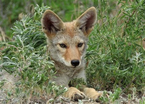 Coyote Pup, Cold Springs, Wild, Coyotes, County, Flickr