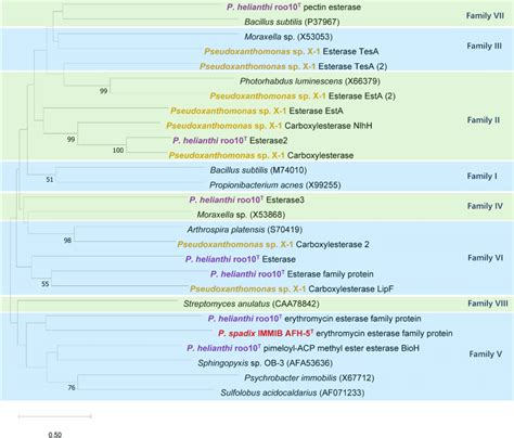 Phylogenetic Tree Of Protein Coding Genes Of Esterase And Its Related