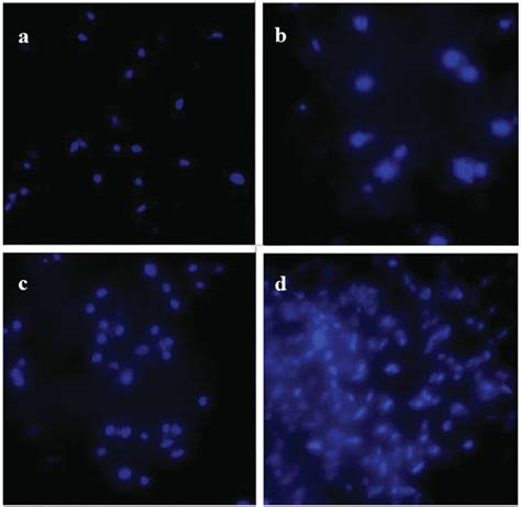 DAPI Staining Of A PLGA Gelatin At 24 H B PLGA Gelatin At 48 H