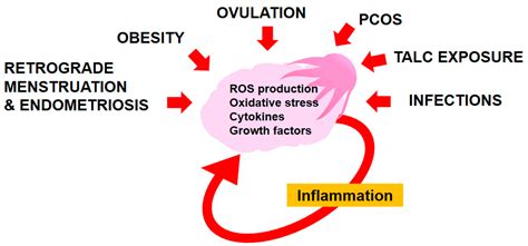 Cancers Free Full Text The Role Of Inflammation And Inflammatory