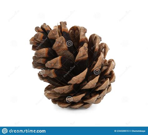 Beautiful Dry Pine Cone Isolated On White Stock Image Image Of