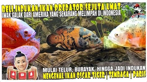 AWAL TAHUN BELAJAR BREEDING IWAK GALAK SEJUTA UMAT BELI INDUKAN IKAN