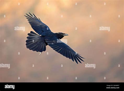 African Northern Raven Corvus Corax Tingitanus Flying Fuerteventura