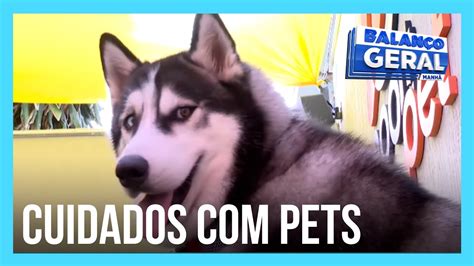 Saiba como aliviar o sofrimento dos pets fogos de artifício no fim