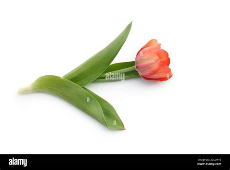 Plantas decorativas u horticu Imágenes recortadas de stock Alamy