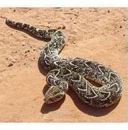 Puff Adder - Snake Facts