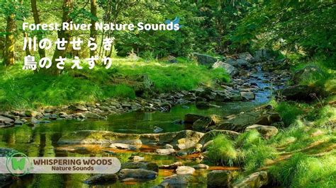 ASMR自然音川のせせらぎ Nature Sounds勉強作業用BGM睡眠用BGM環境音川の音小川と鳥のさえずりの楽園