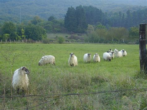 animales de la granja casa rural angoiko etxea