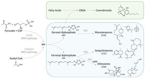 General scheme of terpene synthesis pathway in Cannabis sativa L ...