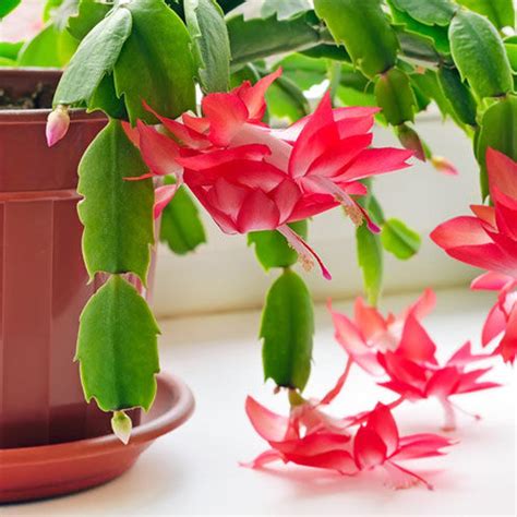 christmas cactus how to care for
