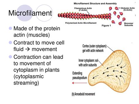 Organelles Ap Biology Chapter Ppt Download