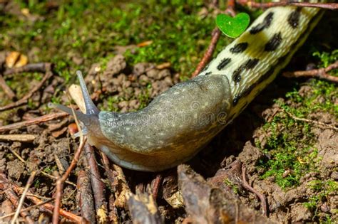 Limax Maximus Leopard Slug Crawling On The Ground Among The Leaves