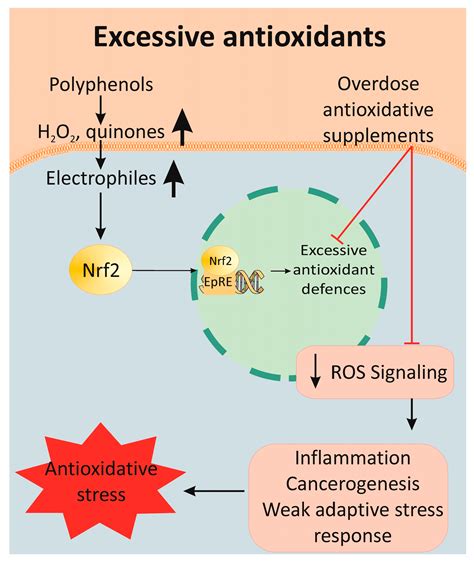 Antioxidants Free Full Text Oxidative Stress Reductive Stress And