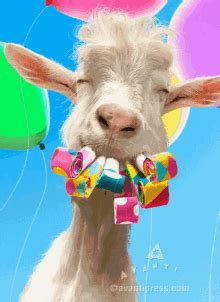 Goat Saying Happy Birthday GIFs | Tenor