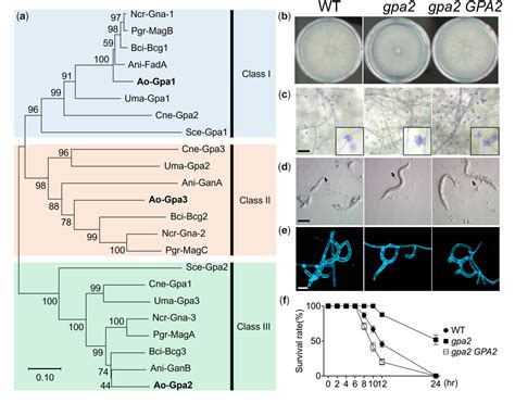 Figure From The Camp Pka Pathway Regulates Prey Sensing And Trap