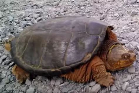 Mans Terrifying Encounter With Snapping Turtle Caught On Camera