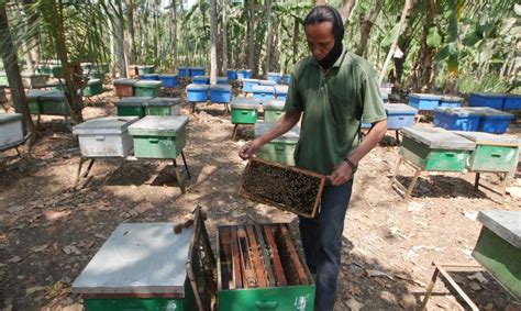 Berkat PUMK Petani Lebah Madu Di Tuntang Tembus Pasar Nasional Krjogja