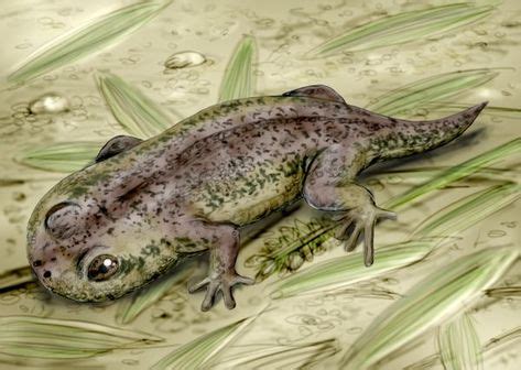 10 Ancient amphibians ideas | amphibians, prehistoric, prehistoric ...