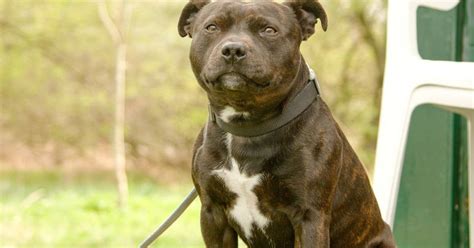 Croquettes Pour Staffie Comment Les Choisir Hector Kitchen