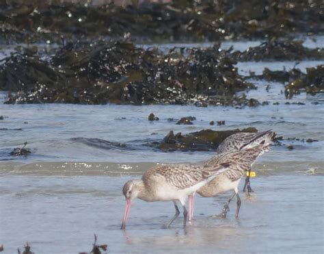 Cinquième mois sur lîle de Batz pour une barge rousse norvégienne