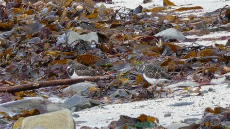 Ruddy Turnstone Arenaria Interpres Interpres In Non Breeding Plumage