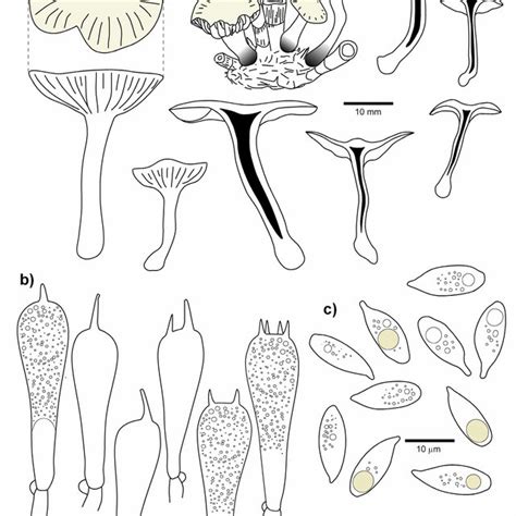 Marasmiellus Celebanticus Macroscopical And Microscopical Characters