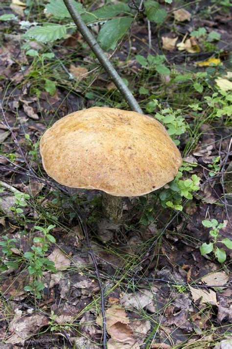 View Of Leccinum Mushroom Stock Photo Image Of Redcapped 277462390