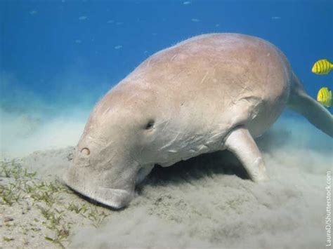 Dugong Facts, Information, Pictures & Video. | Dugong, Animals, Marine mammals