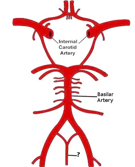 Anatomy Back Anterior Spinal Artery Treatment Management Point