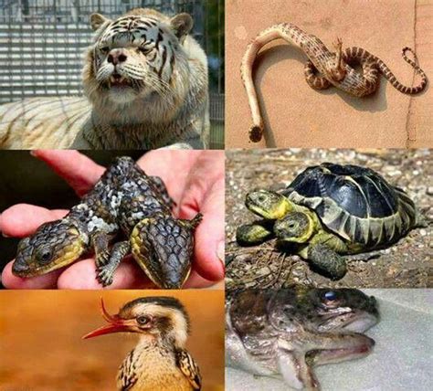 Genetically Mutated Species Amazing World Pinterest Turtles