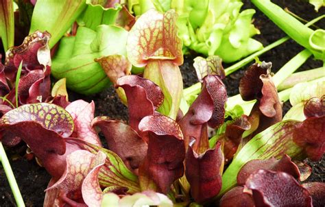 Ultimate Guide And Care For Purple Pitcher Plant Plantly