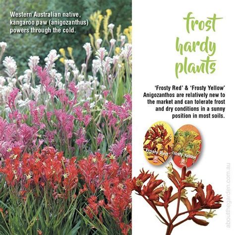 Frost Hardy Plants And Gardening Tips About The Garden Magazine