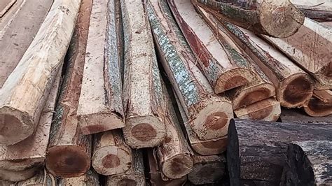 Jangan Lupa Untuk Selalu Bersyukur Menggergaji Kayu Andalan Kayu