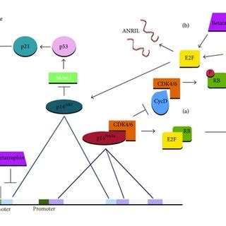 A Cell Cycle Regulation By P Ink B P Arf P Ink B