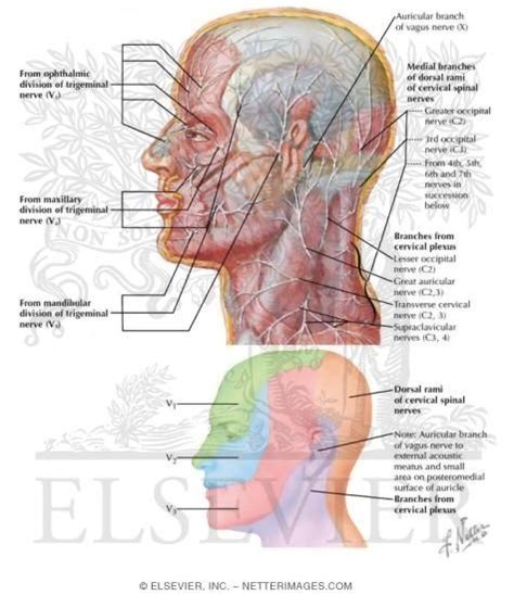 Cutaneous Nerves Of Head And Neck Head And Neck Spinal Nerve Nerve