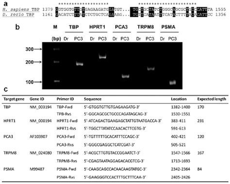 Human Specific Pcr Primers For Molecular Markers A Locations Of