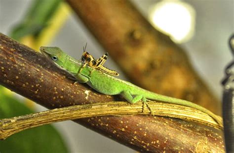 Anole - Description, Habitat, Image, Diet, and Interesting Facts