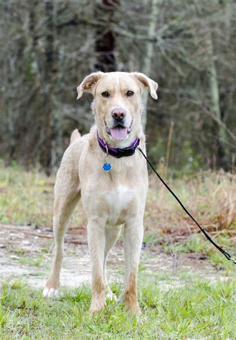 Golden Retriever Yellow Lab Mix