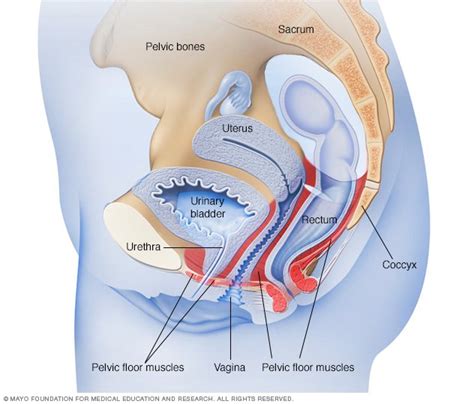 Stress Incontinence Disease Reference Guide